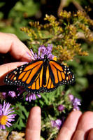 Fourth graders release monarchs
